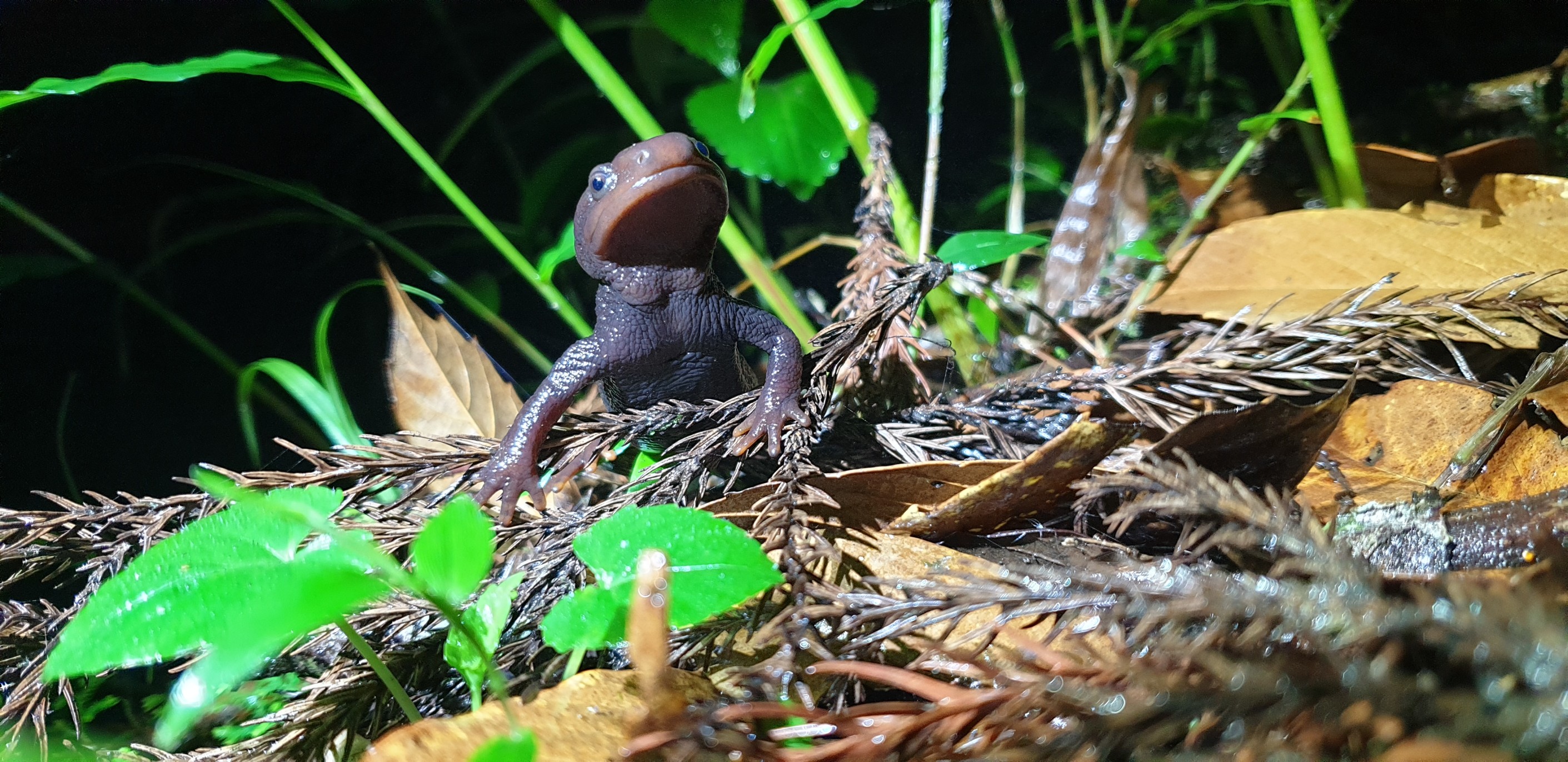 Building Resilience for Himalayan Salamanders: A Comprehensive Approach to Fire Mitigation and Habitat Restoration in Nepal