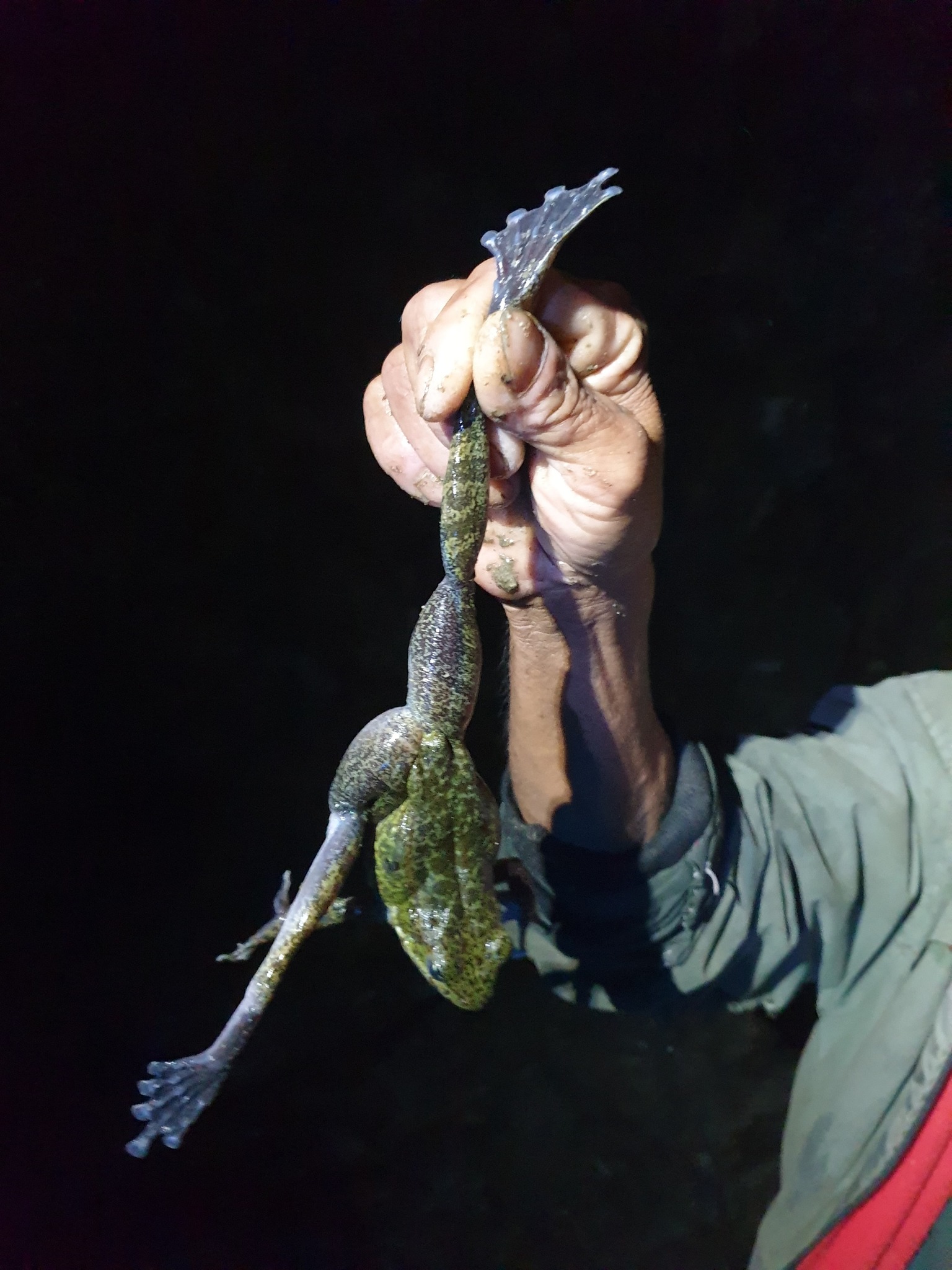 Addressing Overharvesting of Torrent Frogs Through Education and Sustainable Practices in Nepal